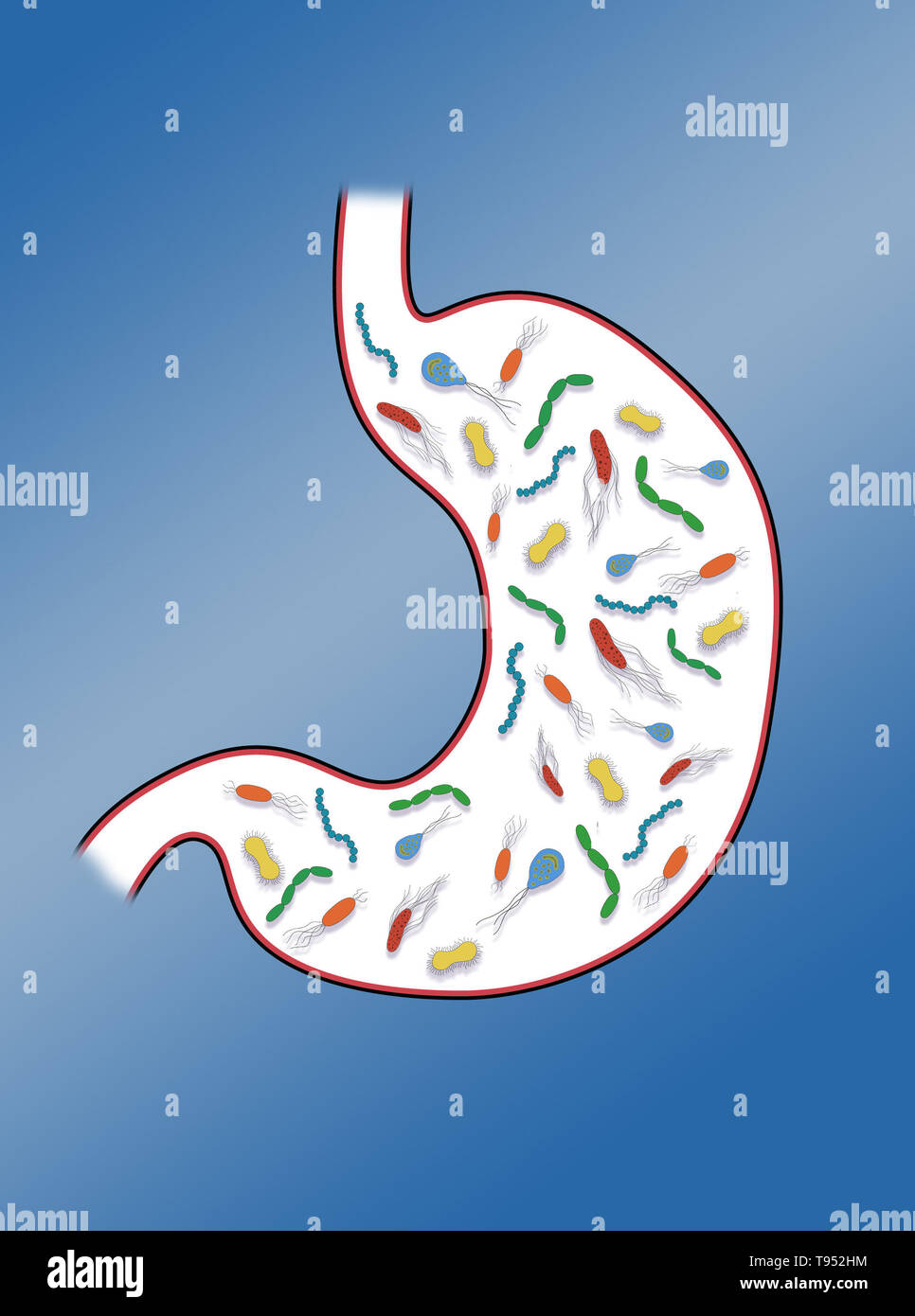Illustration depicting gut bacteria in the stomach. Stock Photo