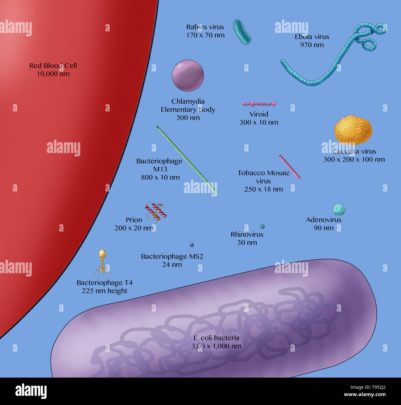 Illustration showing the relative sizes of a red blood cell (left), bacteria (purple, bottom) and various viruses. Stock Photo