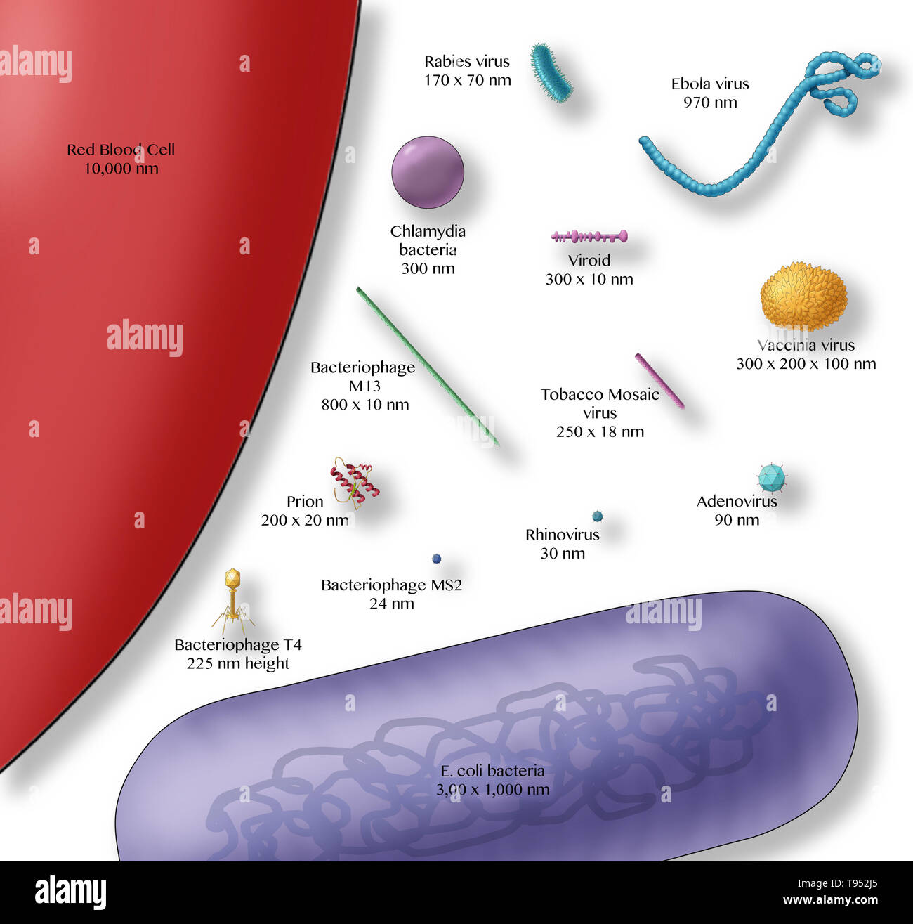 Illustration showing the relative sizes of a red blood cell (left), bacteria (purple, bottom) and various viruses. Stock Photo