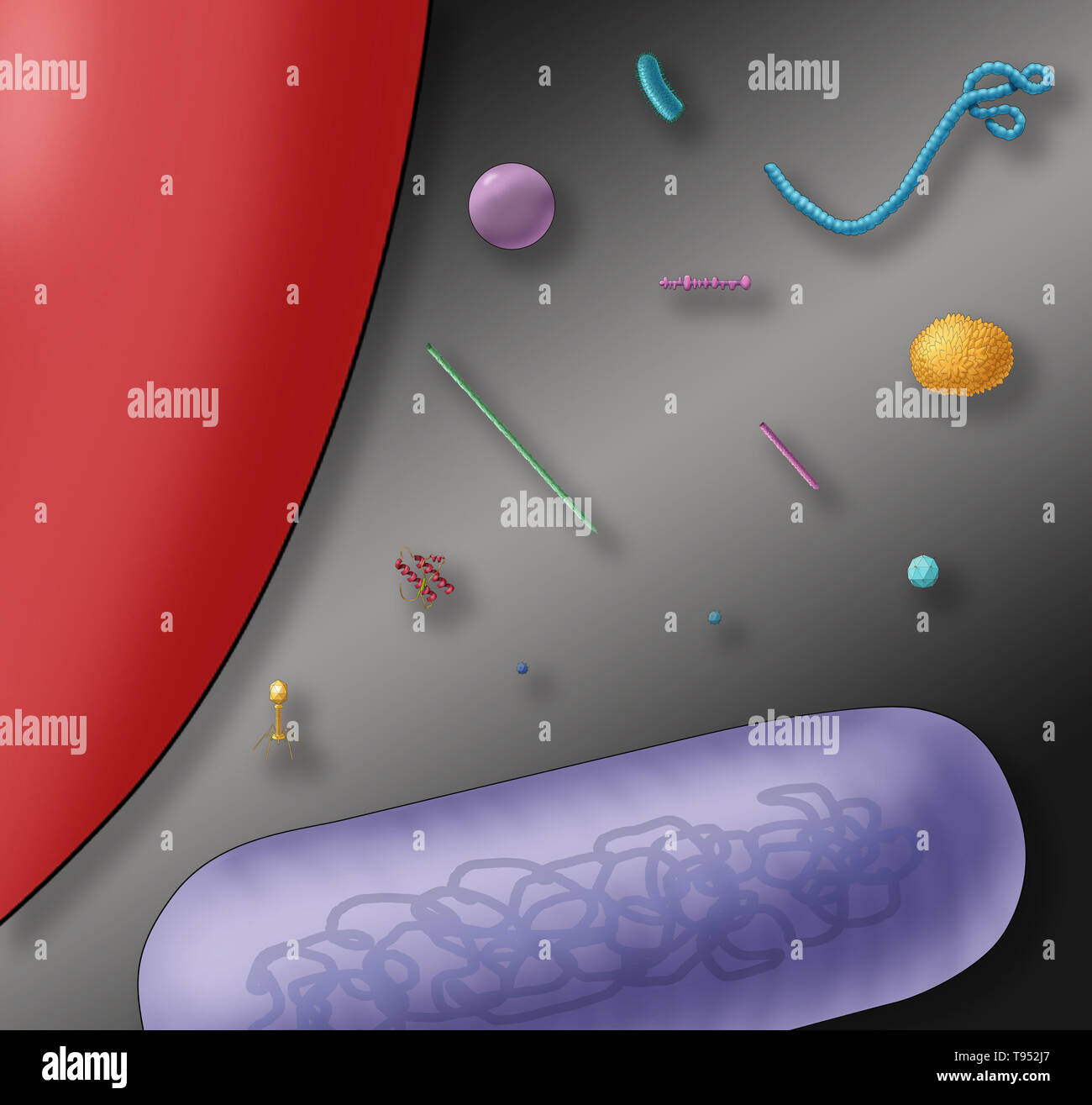 Illustration showing the relative sizes of a red blood cell (left), bacteria (purple, bottom) and various viruses. Stock Photo