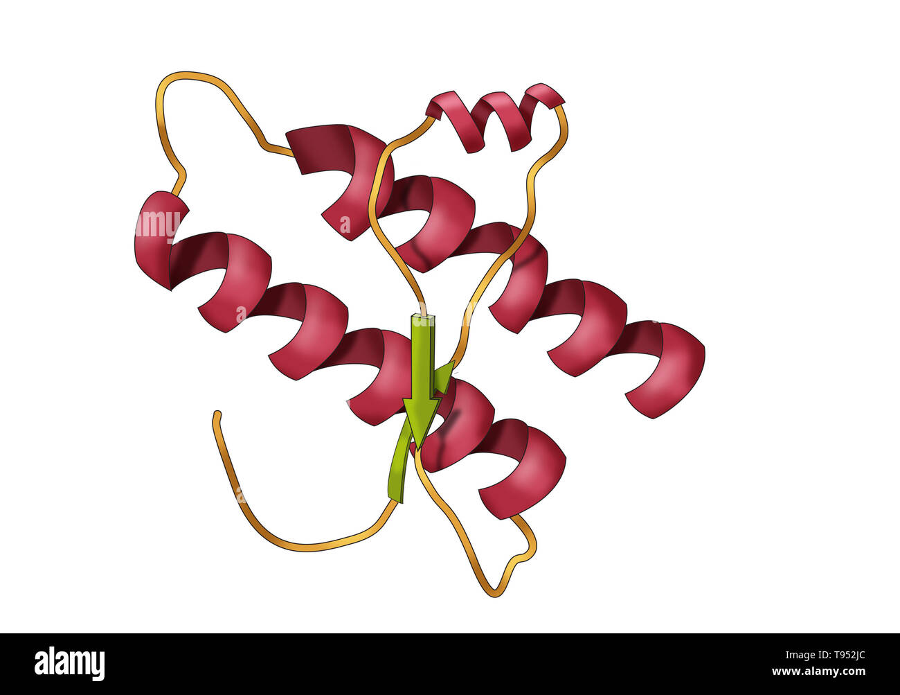 Model of a prion protein. Prions are infectious agents composed entirely of a protein material that can fold in multiple, structurally abstract ways, at least one of which is transmissible to other prion proteins, leading to disease in a manner that is epidemiologically comparable to the spread of viral infection. Prions composed of the prion protein are believed to be the cause of transmissible spongiform encephalopathies among other diseases. Stock Photo