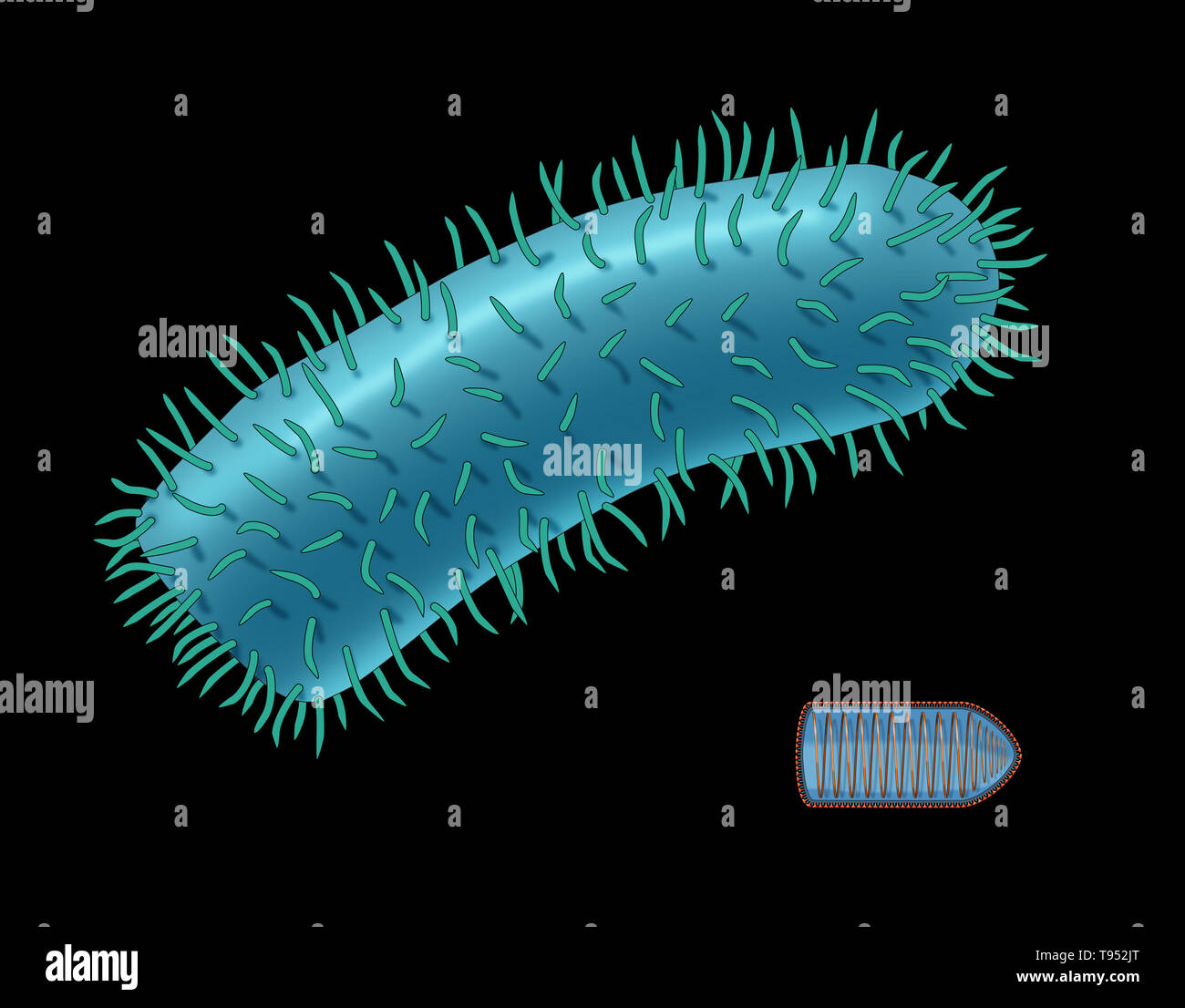 Illustration the rabies virus, with the internal structure shown in the lower right hand corner. Rabies virus is a neurotropic virus that causes rabies in humans and animals. The rabies virus has a cylindrical morphology and is the type species of the Lyssavirus genus of the Rhabdoviridae family. Stock Photo