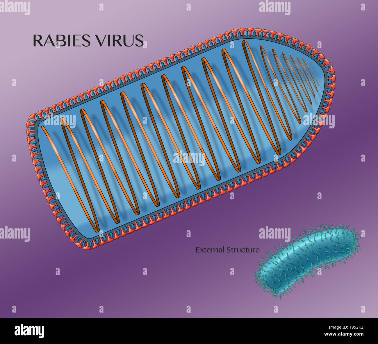Illustration showing the internal structure of the rabies virus, with the external structure shown in the lower right hand corner. Rabies virus is a neurotropic virus that causes rabies in humans and animals. The rabies virus has a cylindrical morphology and is the type species of the Lyssavirus genus of the Rhabdoviridae family. Stock Photo