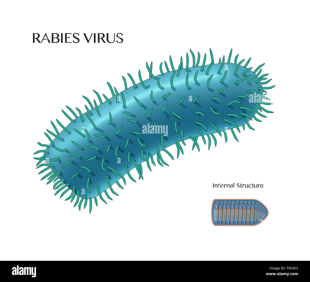 Illustration the rabies virus, with the internal structure shown in the lower right hand corner. Rabies virus is a neurotropic virus that causes rabies in humans and animals. The rabies virus has a cylindrical morphology and is the type species of the Lyssavirus genus of the Rhabdoviridae family. Stock Photo