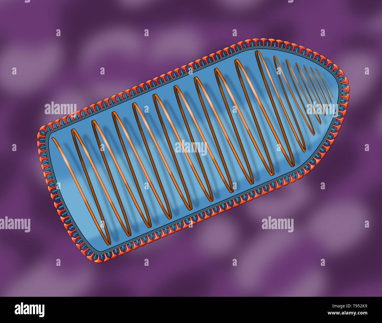 Illustration showing the internal structure of the rabies virus. Rabies virus is a neurotropic virus that causes rabies in humans and animals. The rabies virus has a cylindrical morphology and is the type species of the Lyssavirus genus of the Rhabdoviridae family. Stock Photo