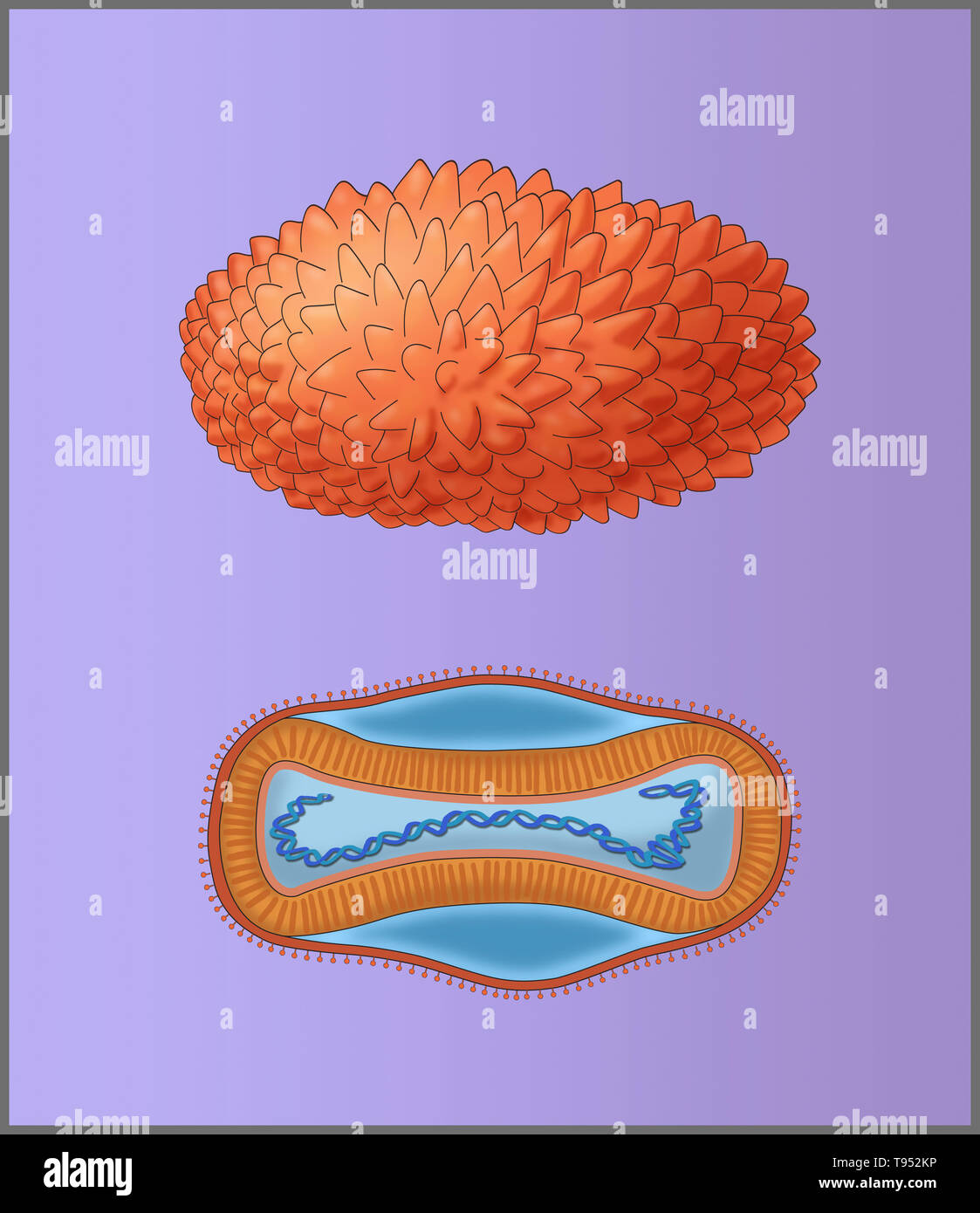 Illustration of the smallpox virus, showing an external view (top) and the internal structure (bottom). Stock Photo