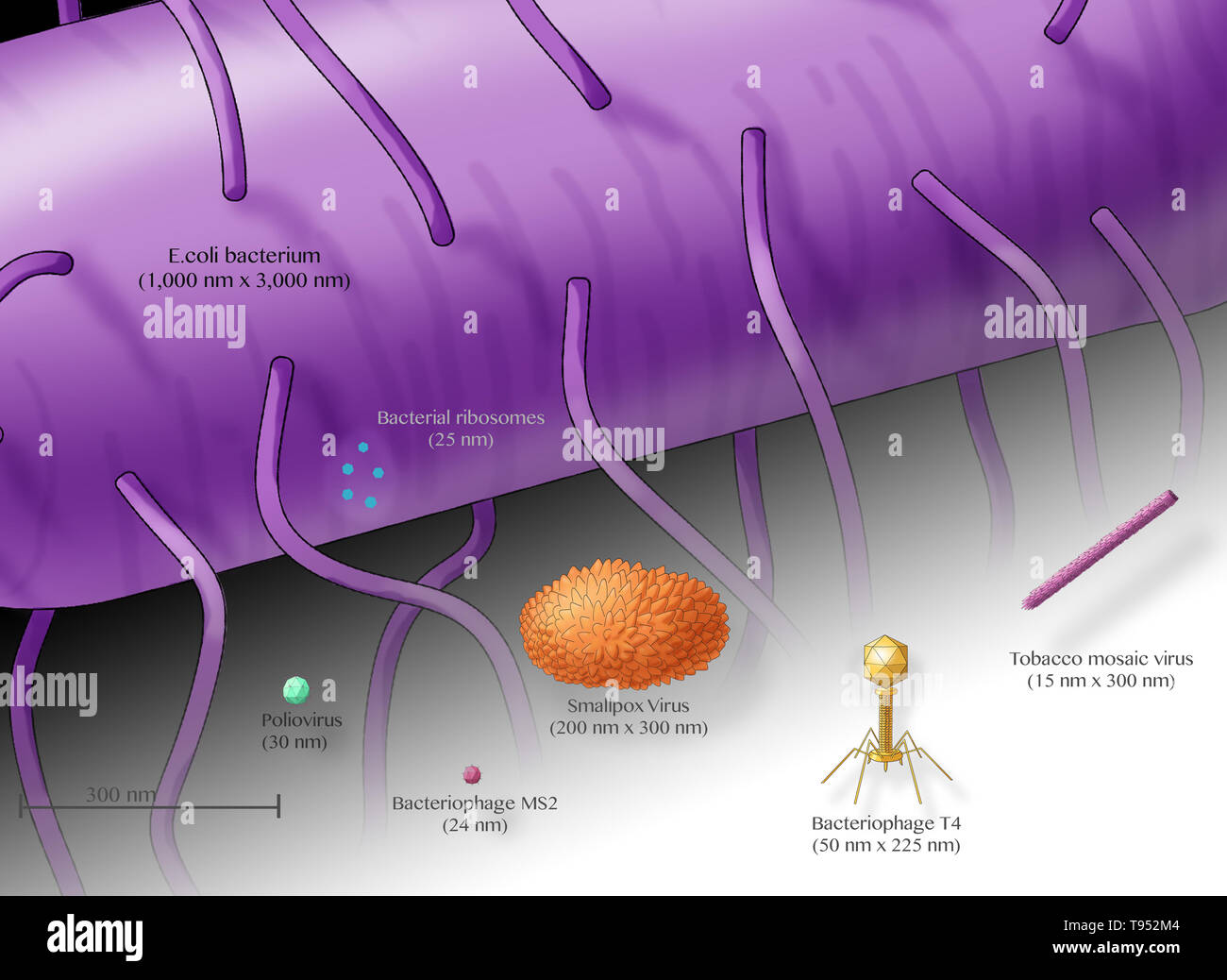 Illustration showing the relative sizes of an E. coli bacterium (top, purple) and several different viruses. Stock Photo