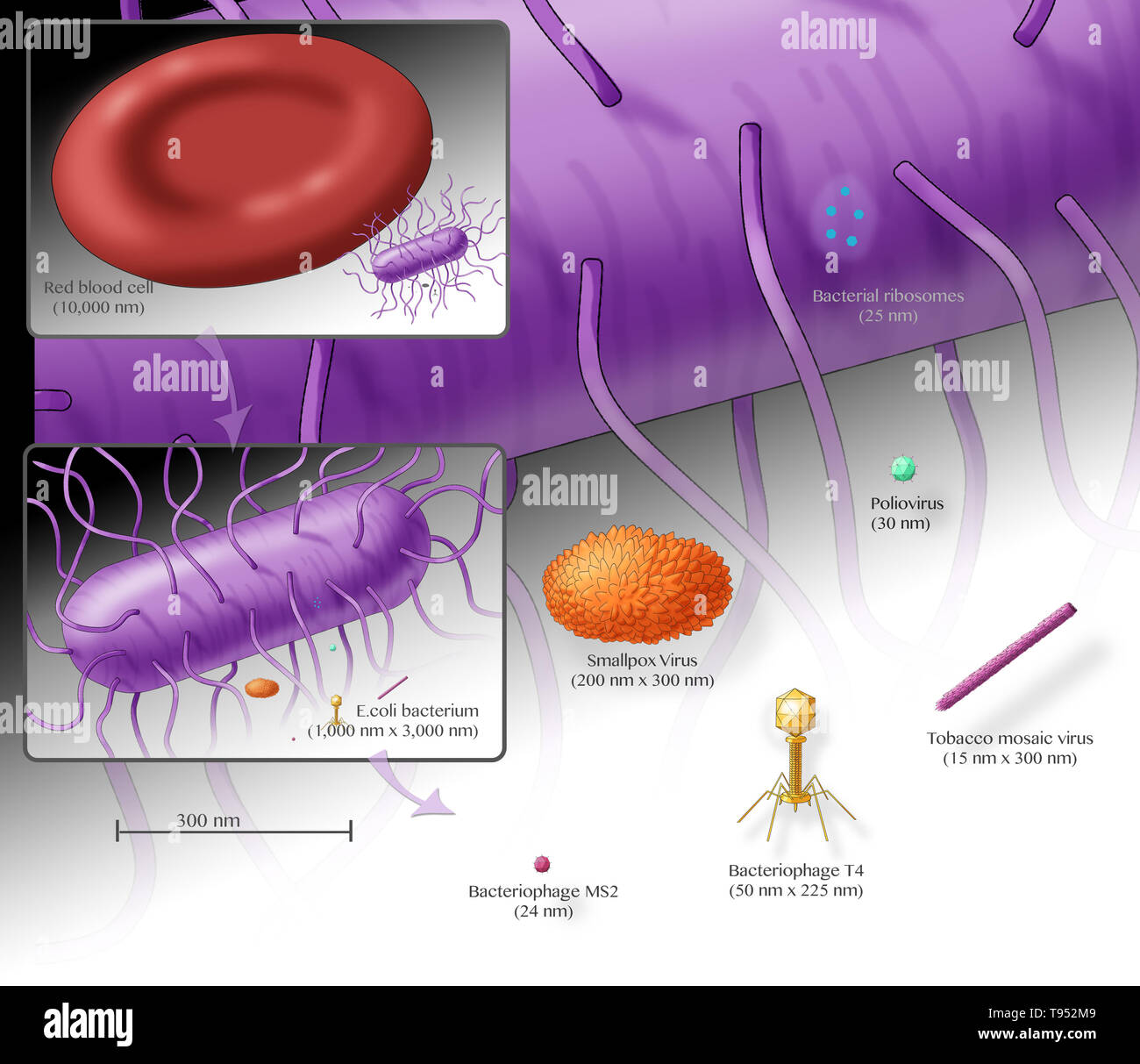 Illustration showing the relative sizes of an E. coli bacterium (top, purple) and several different viruses. Includes an inset showing the relative size of E. coli to a red blood cell. Stock Photo