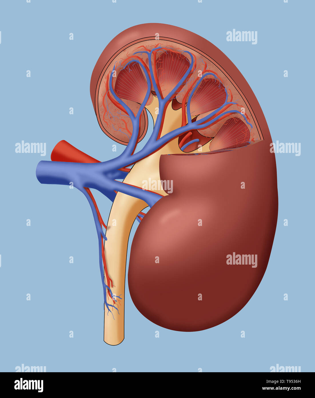 A cutaway anatomical illustration of a healthy kidney. Stock Photo