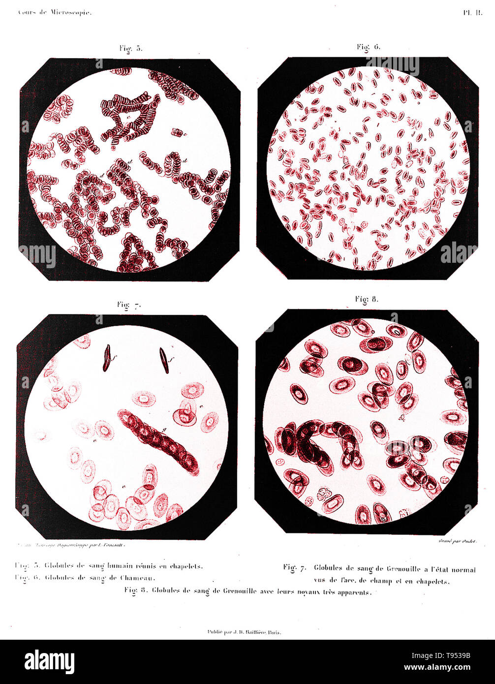 Blood cells from a human (upper left), camel (upper right), and frog (bottom two). Historical micrograph. Stock Photo