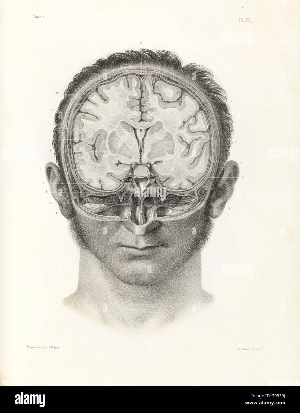 Vertical cross section of the human brain, 1844. Stock Photo