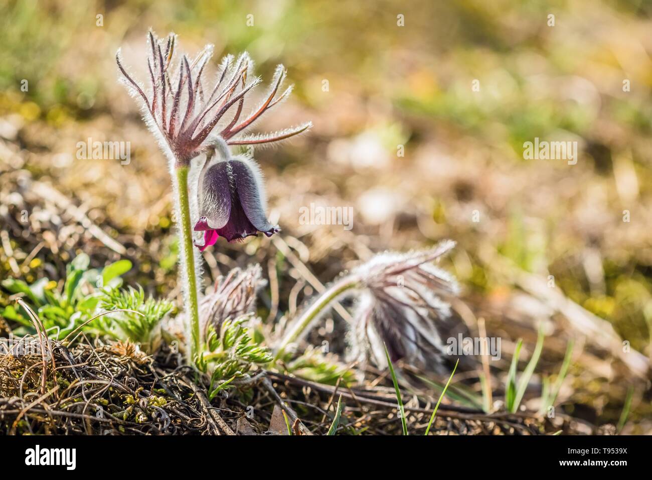 Fresh meadow anemone, also called small pasque flower with dark purple cup like flowers and hairy stalk growing in a gravelly meadow. Sunny day. Stock Photo
