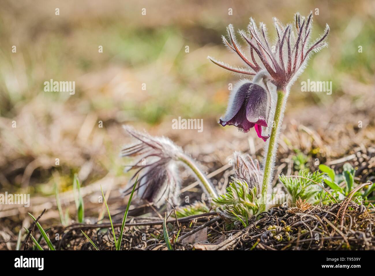 Fresh meadow anemone, also called small pasque flower with dark purple cup like flowers and hairy stalk growing in a gravelly meadow. Sunny day. Stock Photo