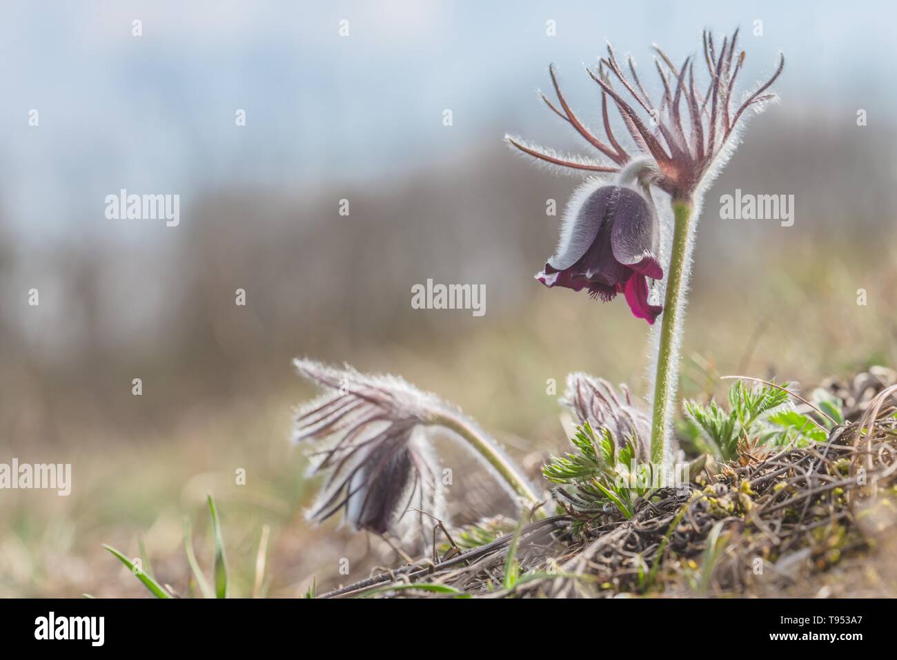 Fragile wind flower, meadow anemone, pasque flower with dark purple cup like flower and hairy stalk growing in meadow. Sunny spring day, blue sky. Stock Photo