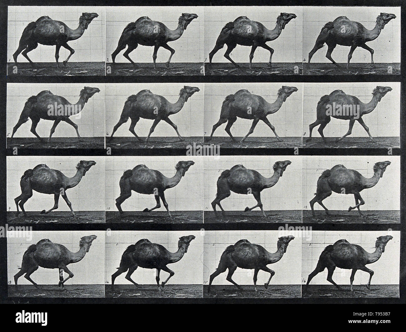 Stop-action photographs of a camel running by Eadweard Muybridge (1830-1904). Muybridge was an English photographer known for his pioneering work in photographic studies of motion and in motion-picture projection. His pioneering work on animal locomotion in 1877 and 1878 used multiple cameras to capture motion in stop-action photographs. In the 1880s, he entered a very productive period at the University of Pennsylvania in Philadelphia, producing over 100,000 images of animals and humans in motion, capturing what the human eye could not distinguish as separate movements. Stock Photo