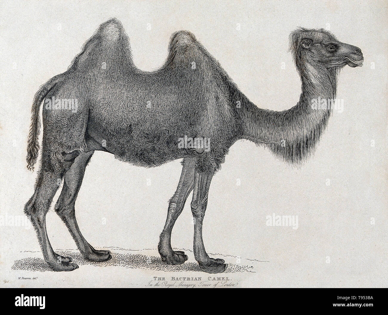The Bactrian camel in the Royal Menagery at the Tower of London. Etching after W. Panormo. Founded by King John in the early 1200s, the Royal Menagerie became home to more than 60 species of animals. Stock Photo
