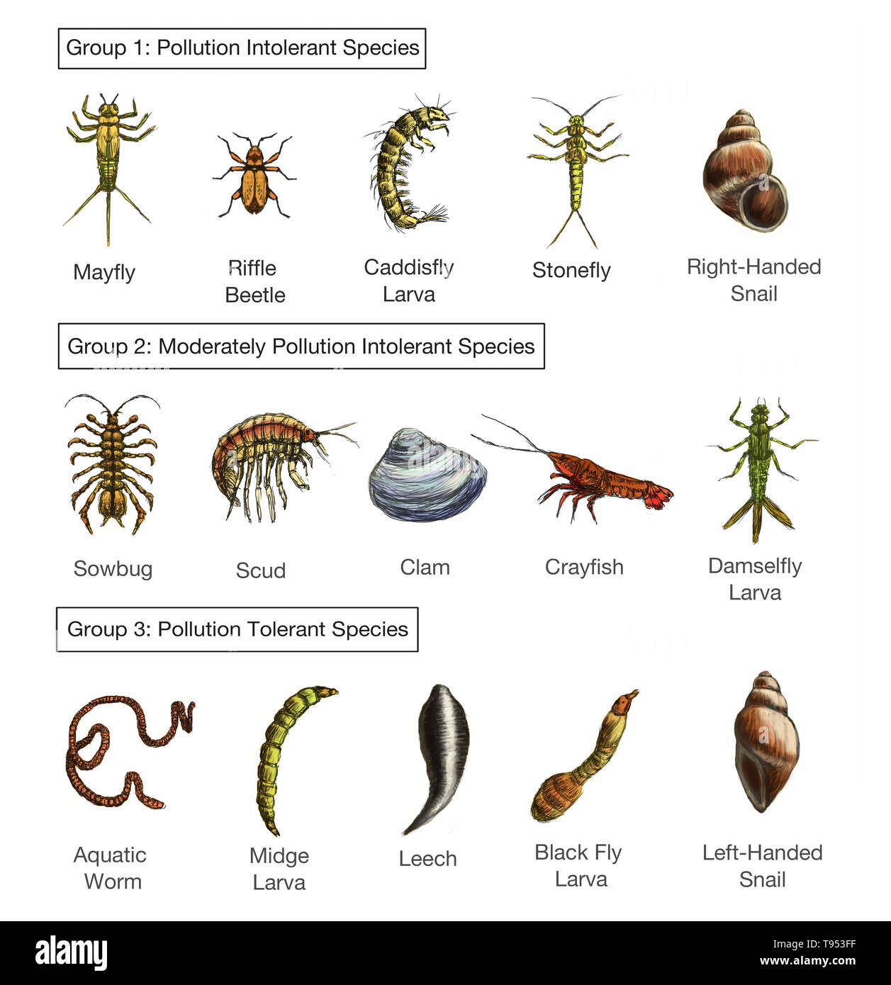 A chart showing the levels of pollution tolerance of various macroinvertebrates species. Stock Photo