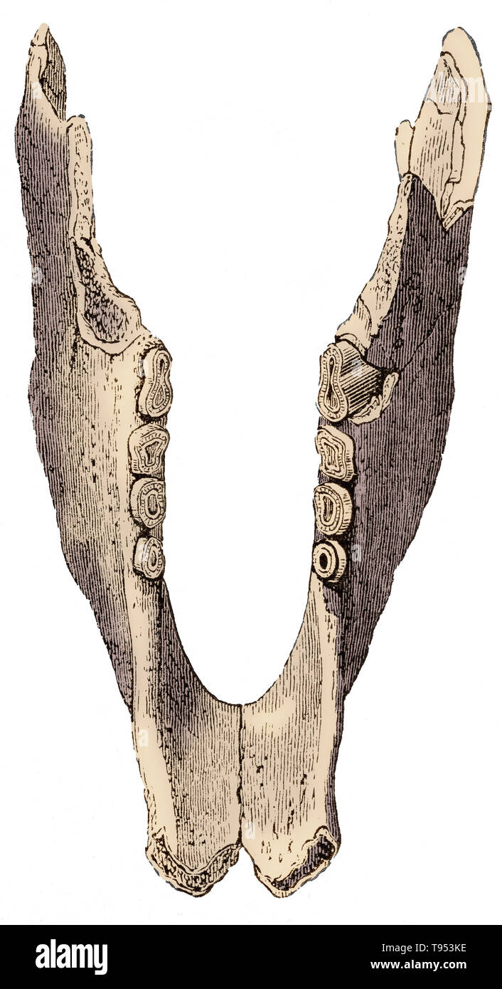 Lower jaw of the Mylodon, a giant ground sloth that lived in Patagonian South America from the Pleistocene to about 10,000 years ago. The smooth molars indicate that the Mylodon ate leaves and tender buds of trees. Illustration from Louis Figuier's The World Before the Deluge, 1867 American edition. Stock Photo