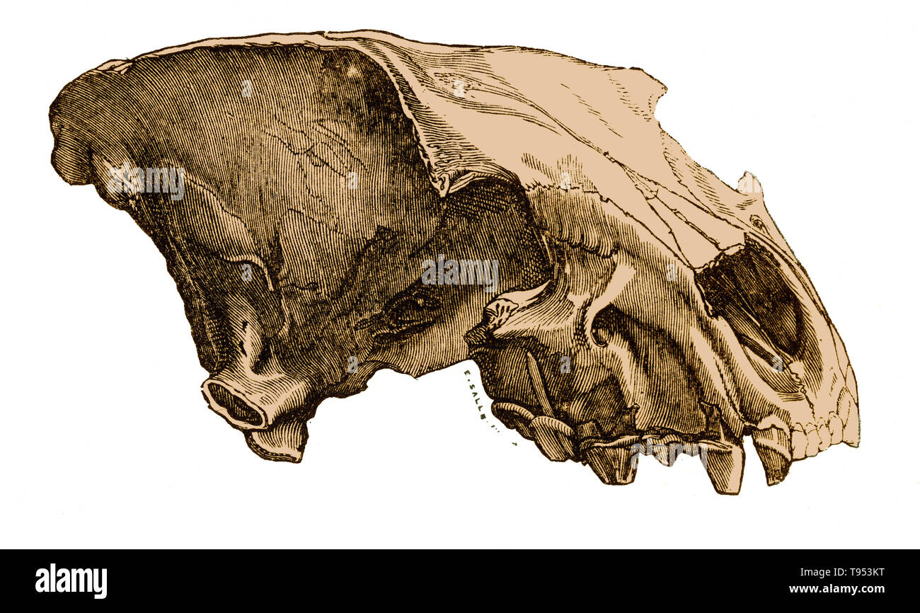 Skull of a cave hyena (Hyaena spelaea), from Louis Figuier's The World Before the Deluge, 1867 American edition. Cave hyenas, now considered a subspecies of today's spotted hyena, lived in Europe during the Pleistocene. This skull was found in a cave in England. Stock Photo
