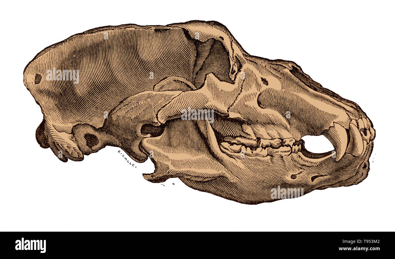 Skull of a cave bear (Ursus spelaeus), from Louis Figuier's The World Before the Deluge, 1867 American edition.  Cave bears were abundant in Europe during the Pleistocene, from about 200,000 to 20,000 years ago. Stock Photo