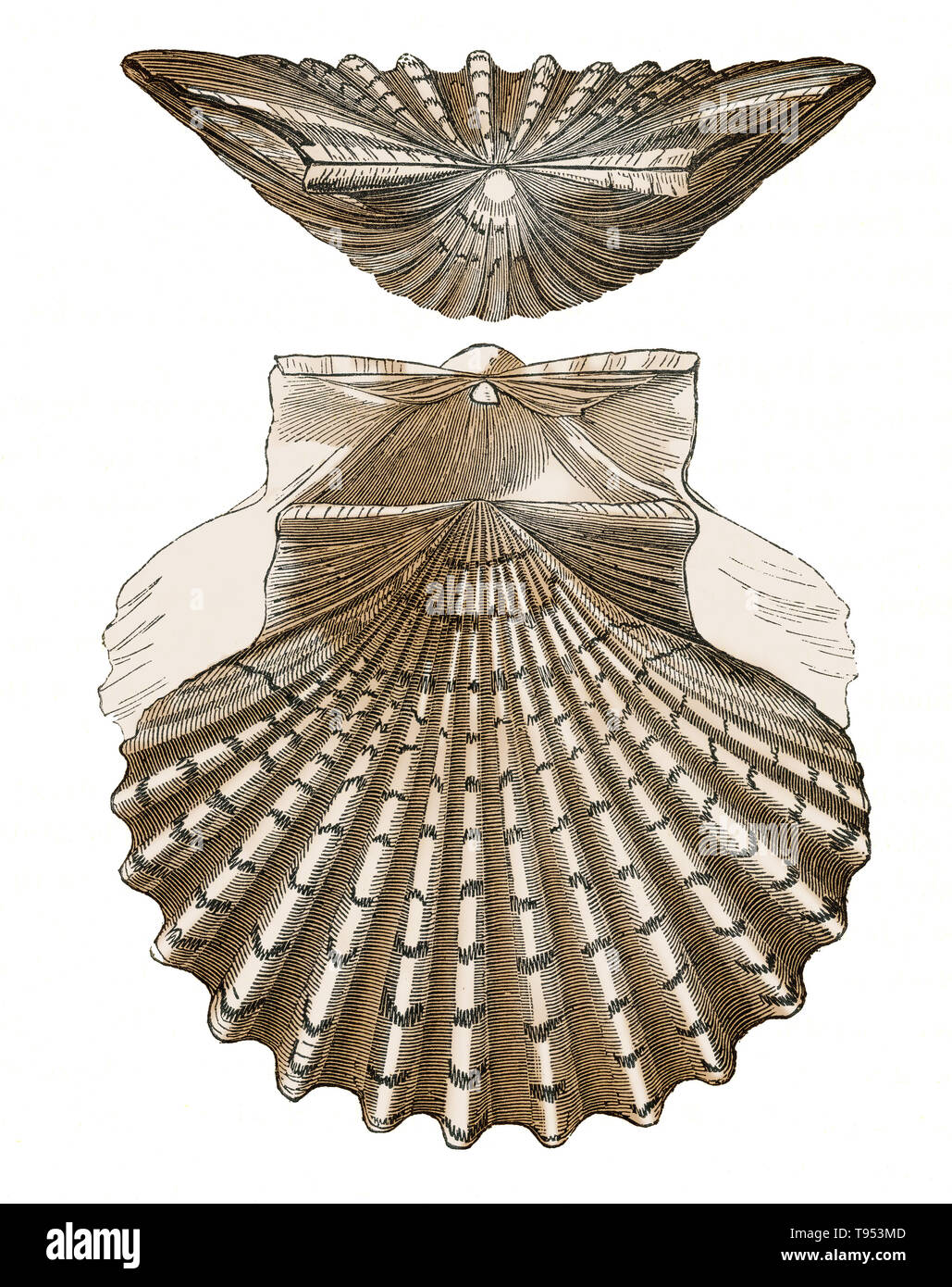Shell of Pecten jacobaeus, a scallop from the Mediterranean Sea.  Illustration from Louis Figuier's The World Before the Deluge, 1867 American edition. Stock Photo
