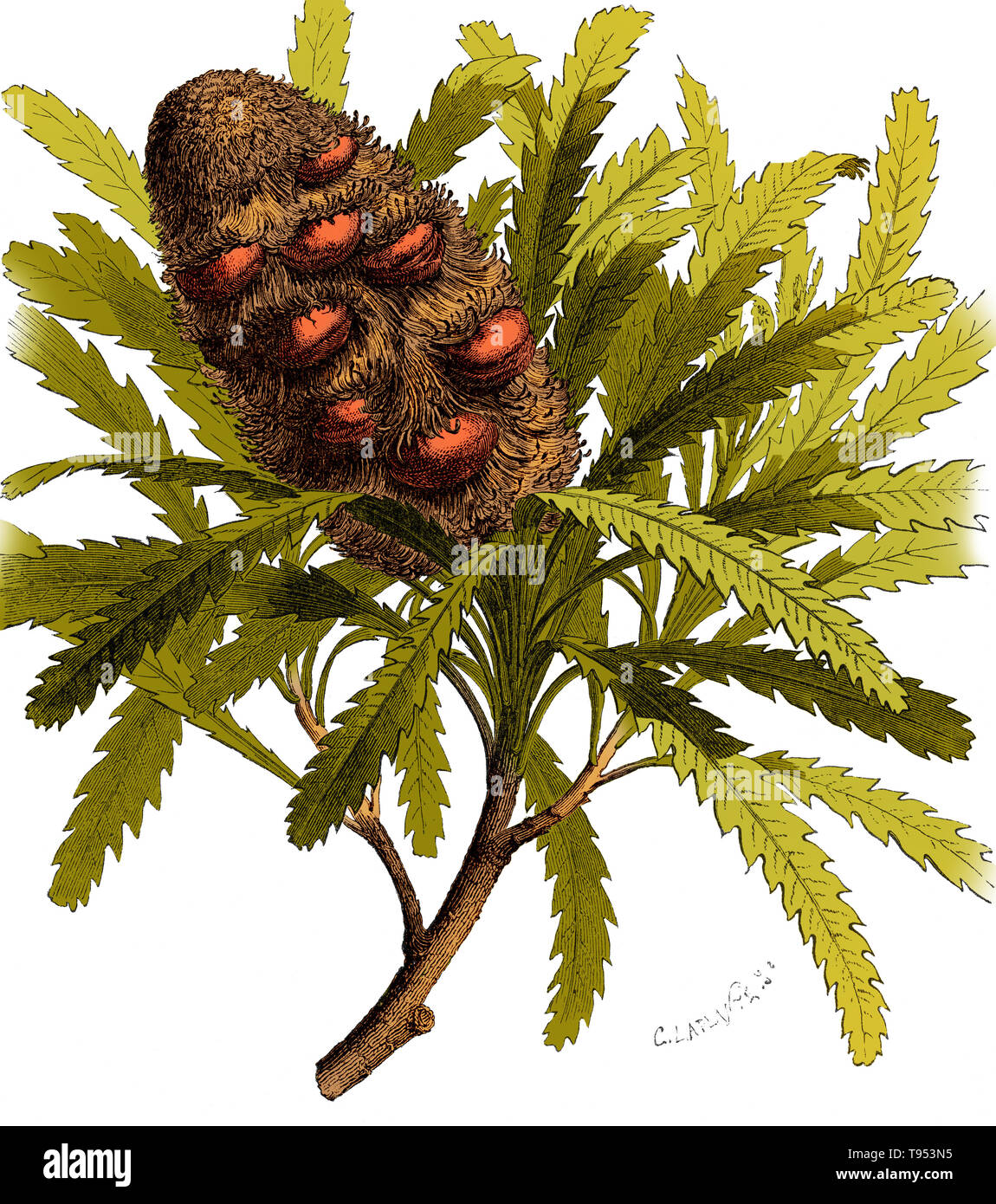 Fruit-branch of Banskia, taken from impressions left in rocks from the Eocene Epoch. It is different from any modern-day Banksia. Illustration from Louis Figuier's The World Before the Deluge, 1867 American edition. Stock Photo