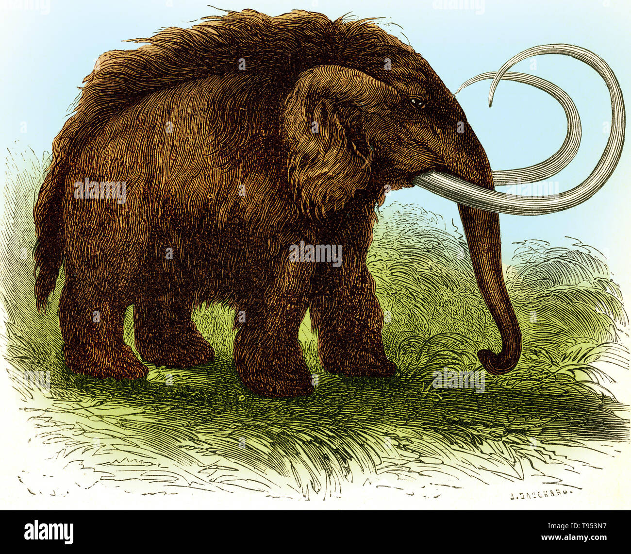 Illustration of a woolly mammoth (Mammuthus primigenius), from Louis Figuier's The World Before the Deluge, 1867 American edition. Stock Photo