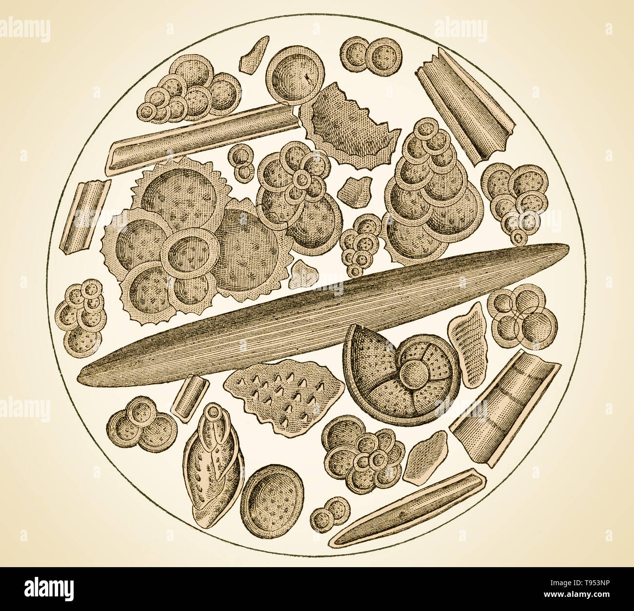 Foraminifera and other zoophytes, magnified, from the chalk at Gravesend, a Cretaceous Period deposit in England.  Illustration after Ehrenberg, from Louis Figuier's The World Before the Deluge, 1867 American edition. Stock Photo