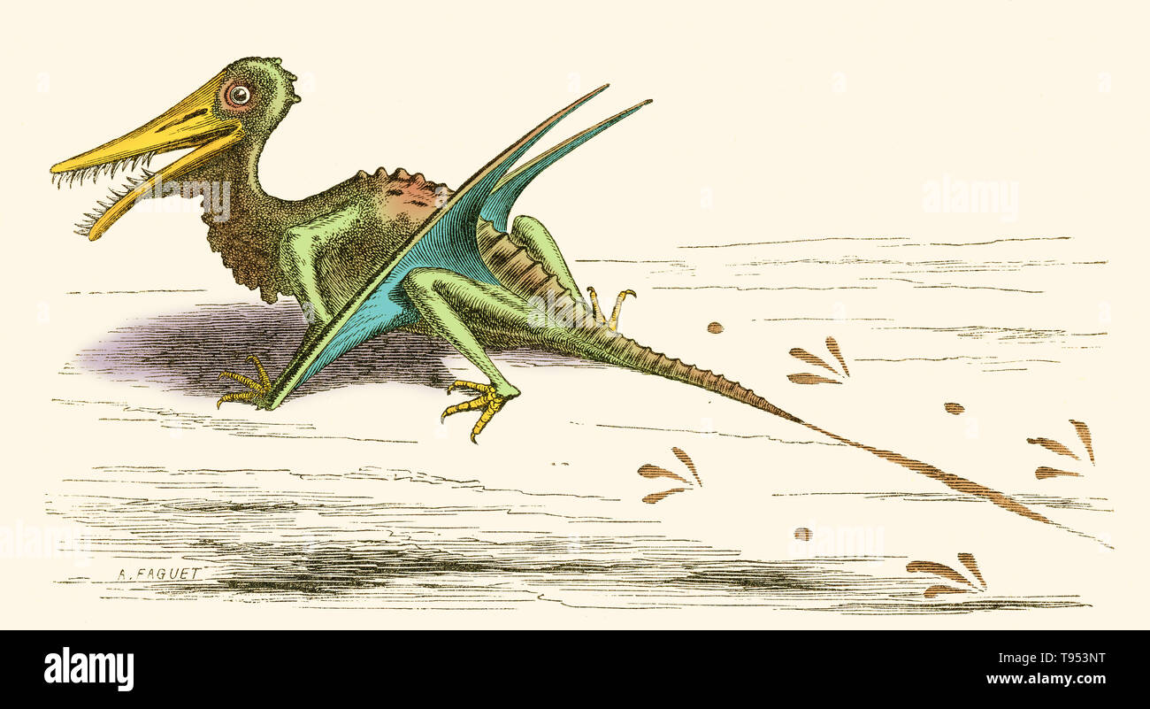 Illustration of Rhamphorhynchus, from Louis Figuier's The World Before the Deluge, 1867 American edition. Rhamphorhynchus had a longer tail than a pterodactyl, and it left its tail- and foot-prints in many sandstones of the mid-Jurassic Period. Stock Photo