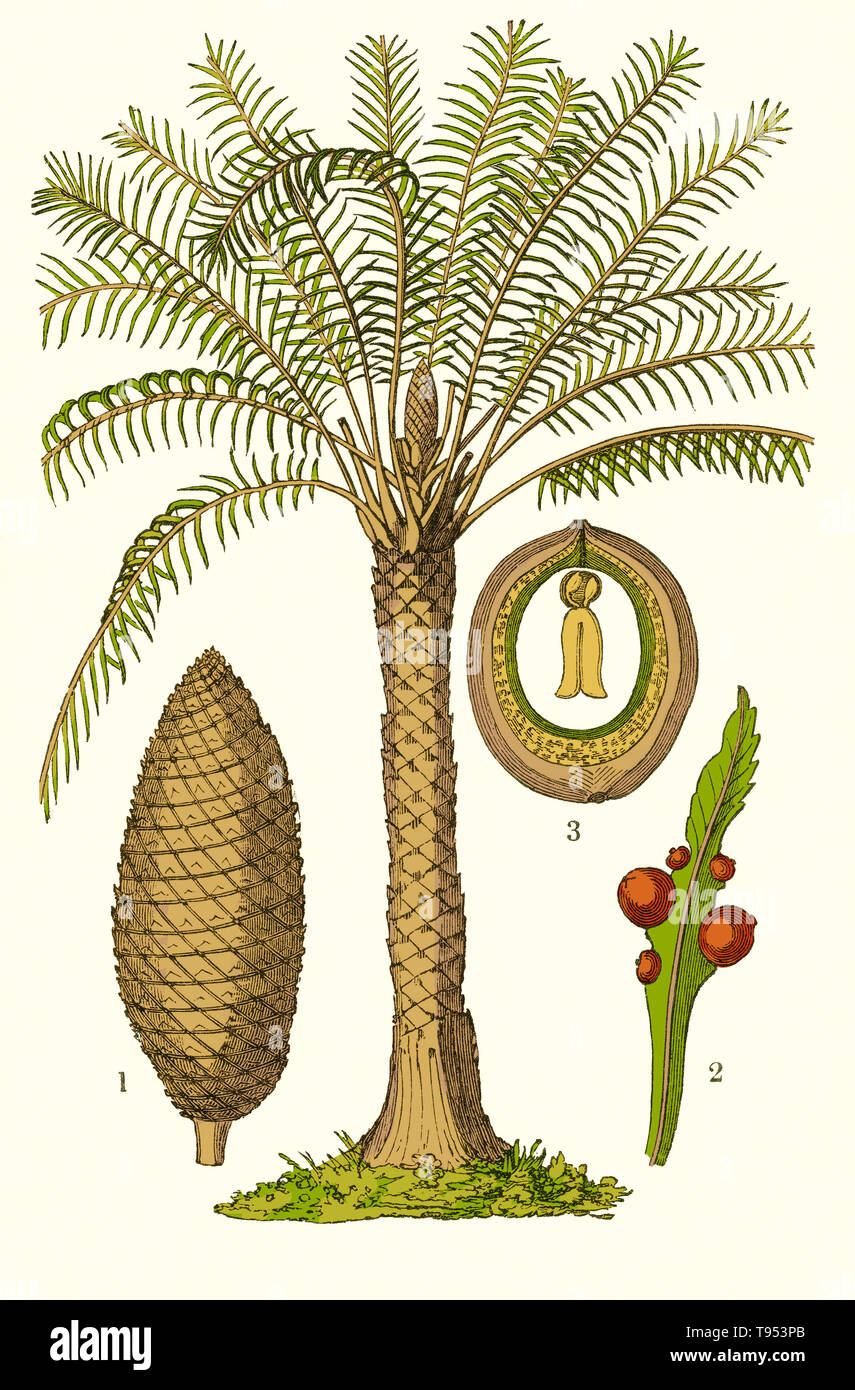 Cycas circinalis, showing plant and cones.  Illustration from Louis Figuier's The World Before the Deluge, 1867 American edition. Stock Photo