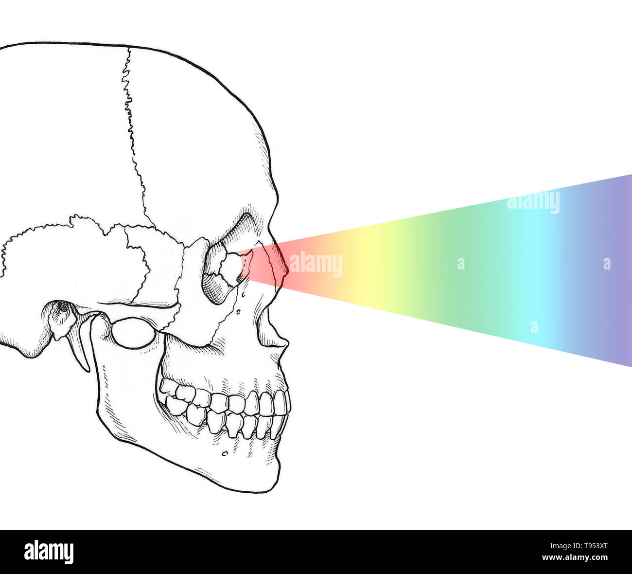 Illustration of the eye perceiving visible light. Stock Photo