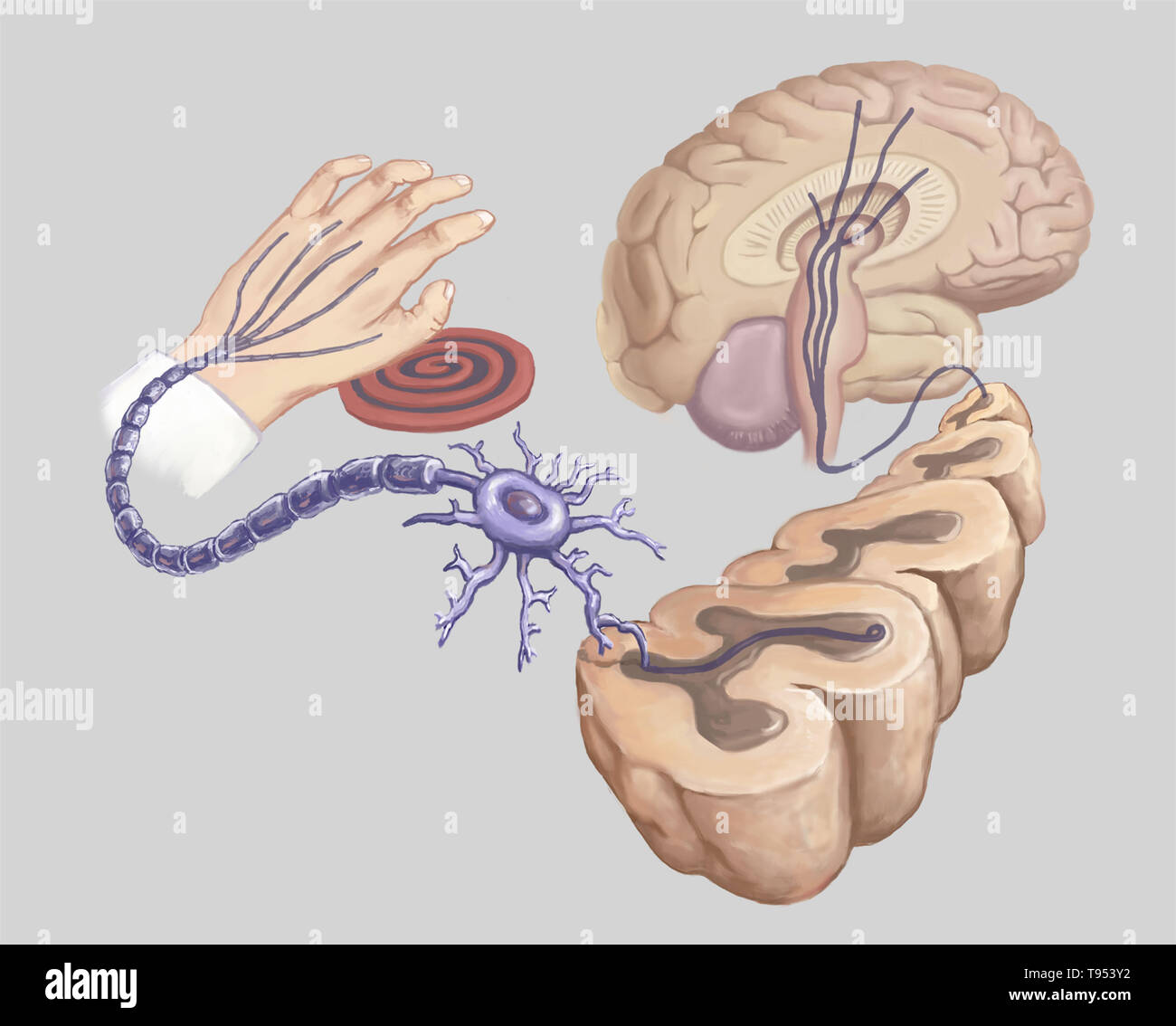 Illustration of a hand touching a hot stove element and reaction in the body's neural circuits. Stock Photo