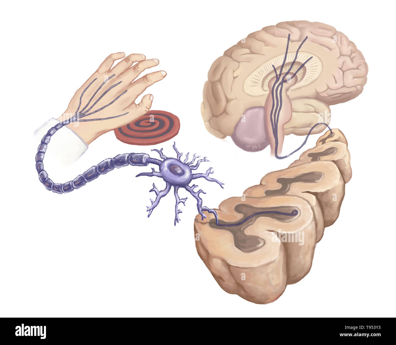Illustration of a hand touching a hot stove element and reaction in the body's neural circuits. Stock Photo