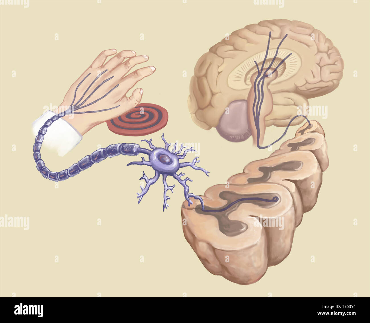 Illustration of a hand touching a hot stove element and reaction in the body's neural circuits. Stock Photo