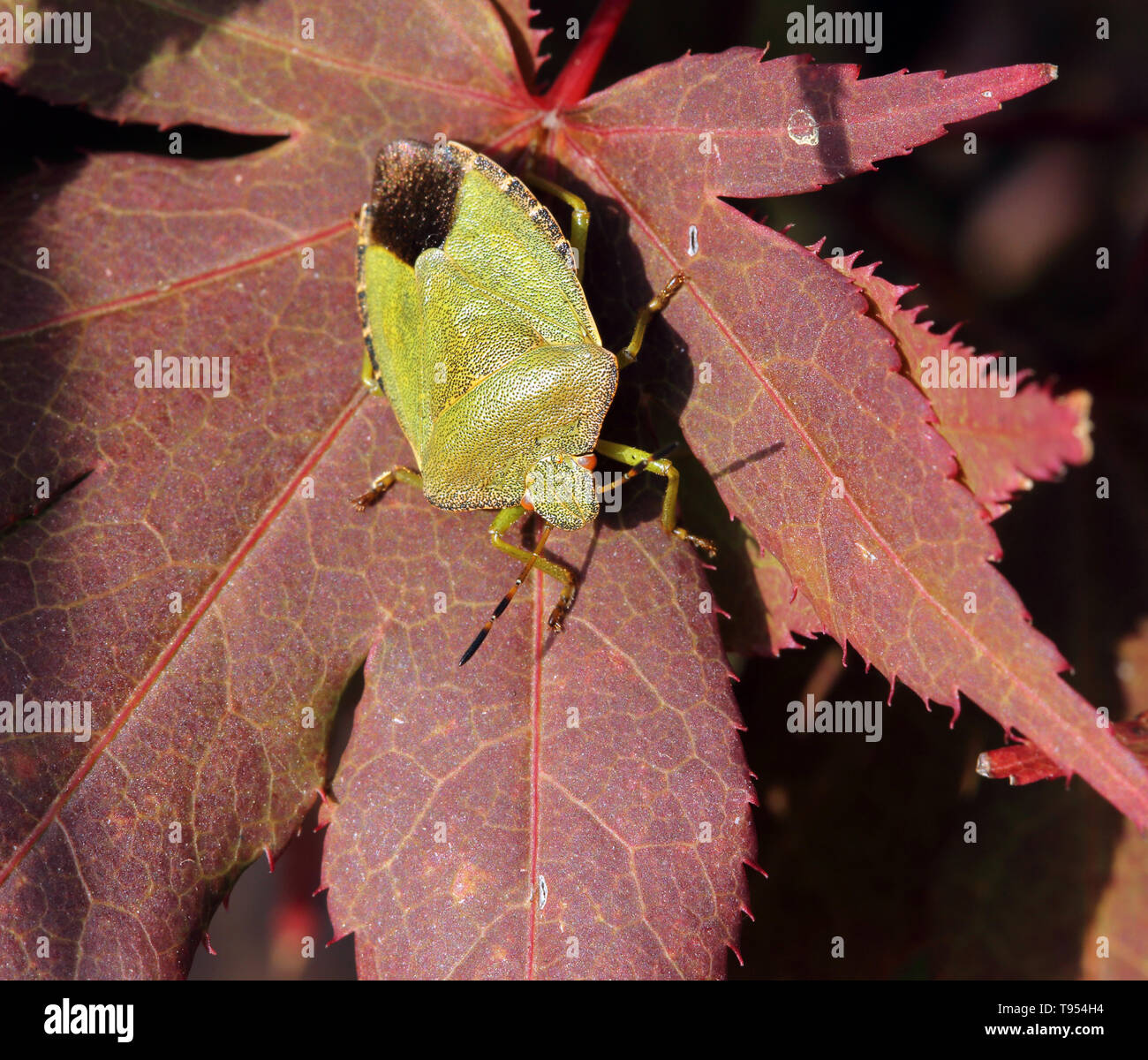 Green shieldbug, Palomena prasina, resting on leaf. Stock Photo