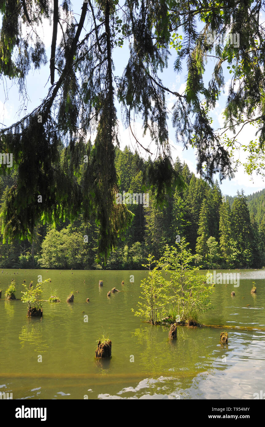 Red Lake, Lacul Roșu, Gyilkos-tó, Romania, Europe Stock Photo