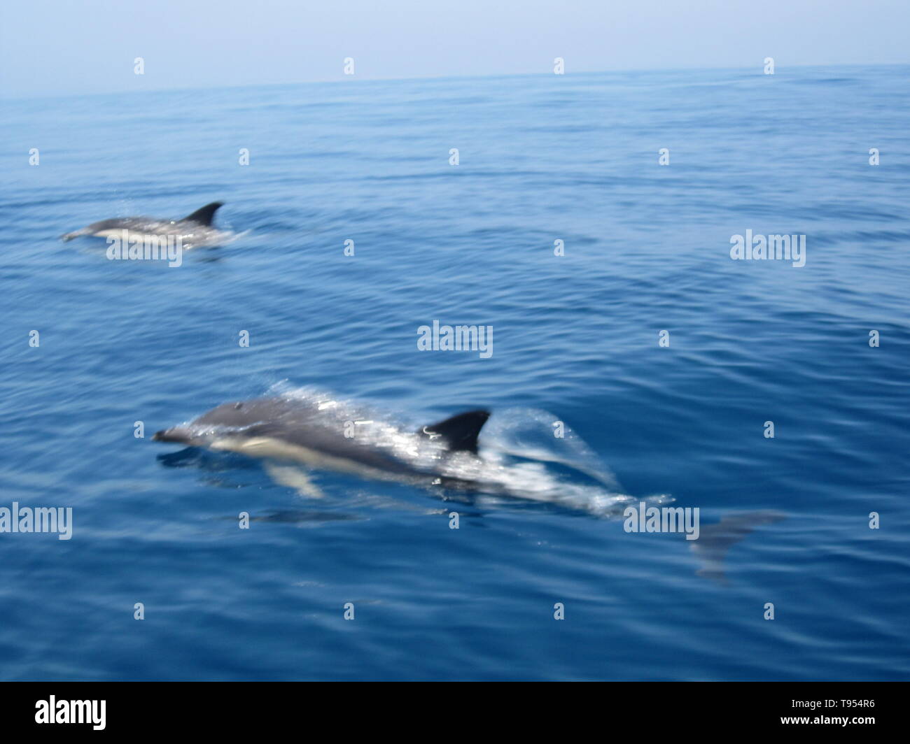 Zwei gestreifte Delfine / Delphine im atlantischen Ozean nahe Albufeira, Portugal / two striped dolphins in atlantic ocean near albufeira, portugal Stock Photo