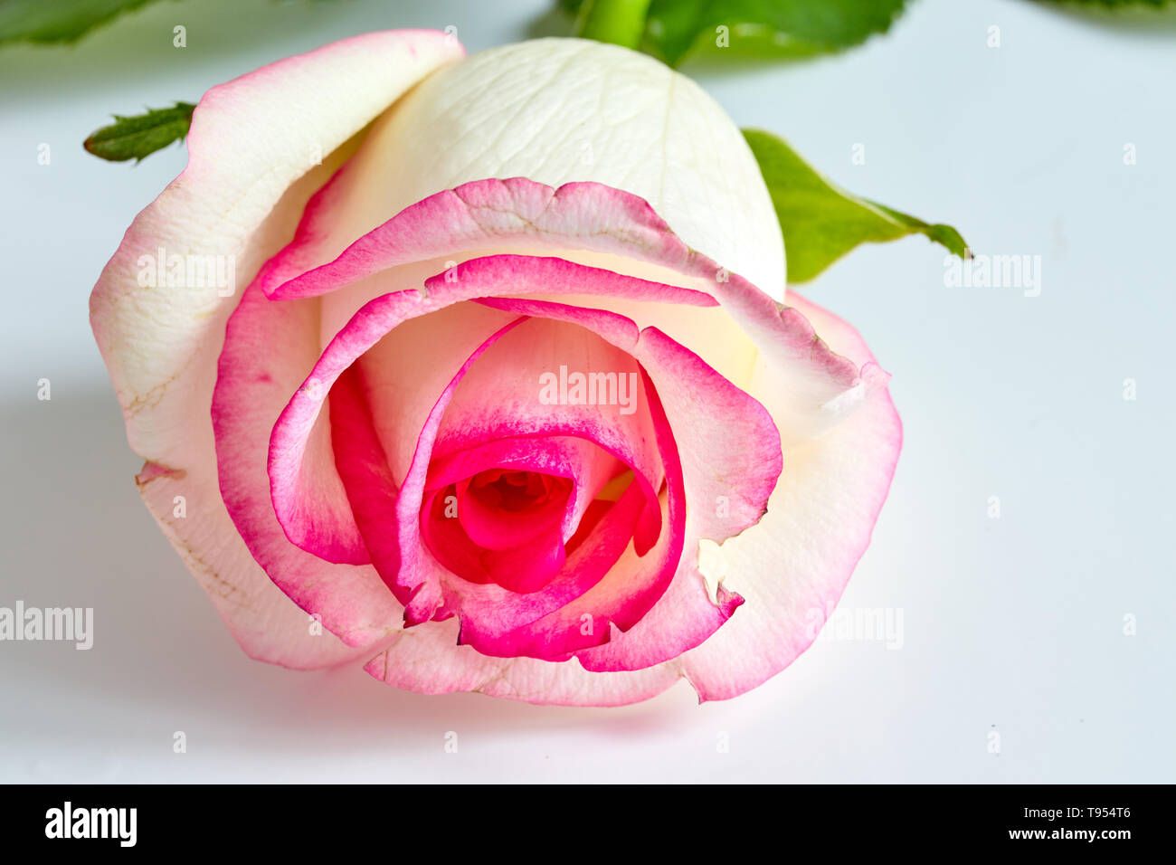 White Roses With Pink Tips Wallpaper