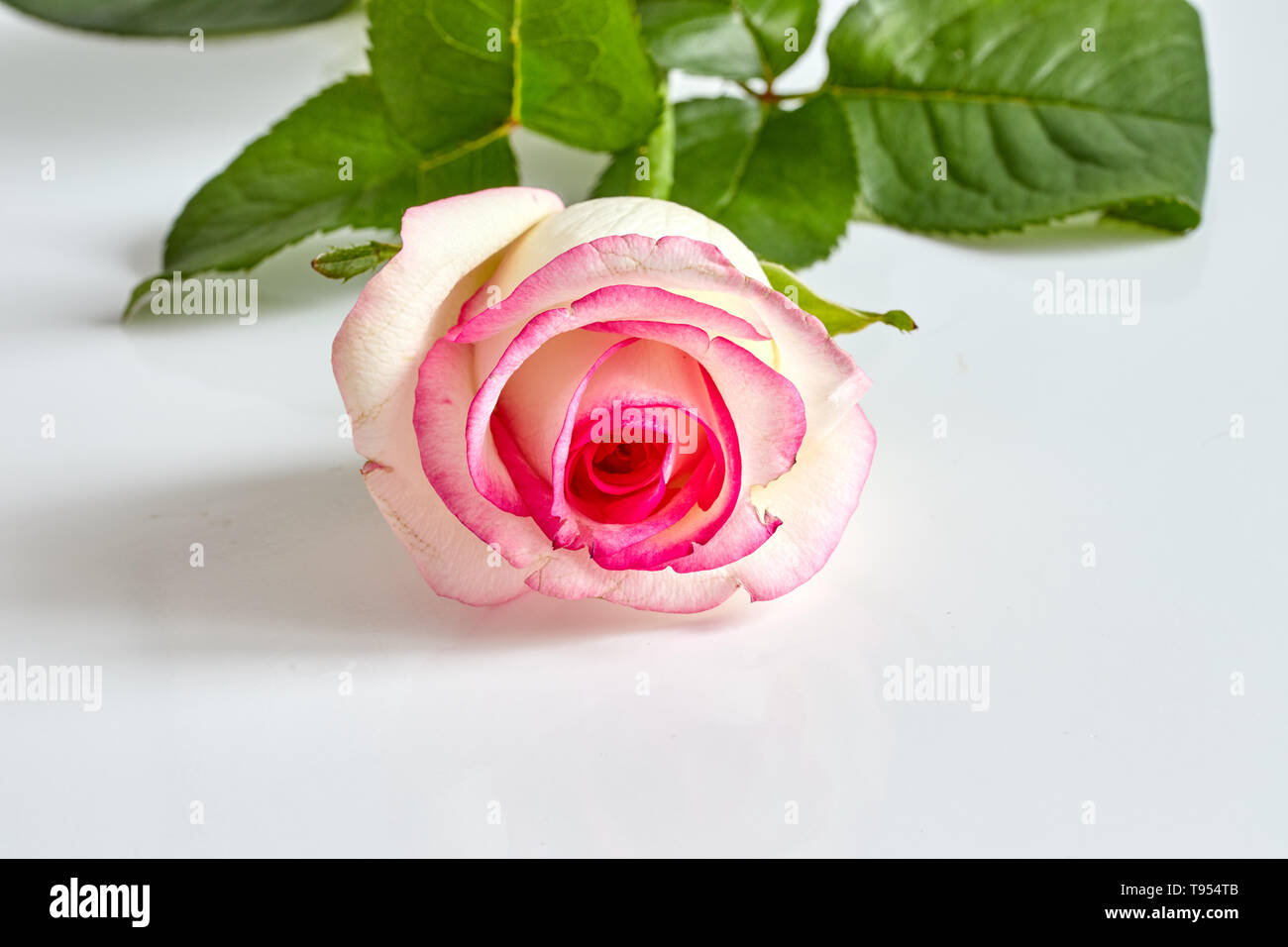 Delicate white and pink flowers heaped together · Free Stock Photo