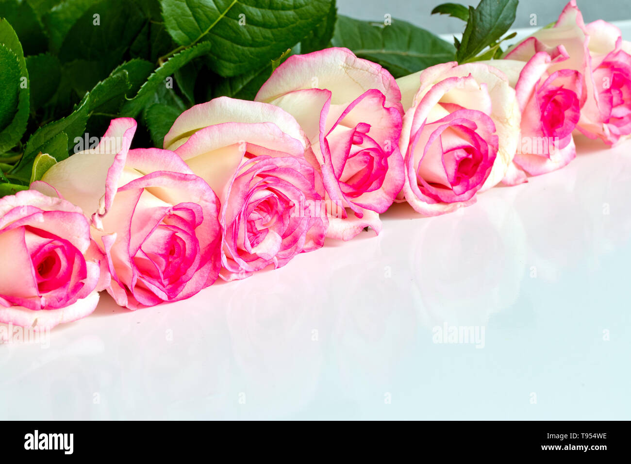 white roses with red and pink edges isolated on white background Stock