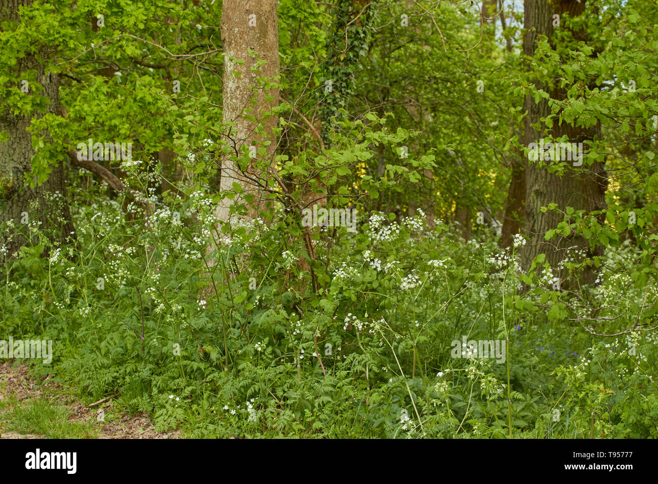 Cow Parsley and tree trunk close-up nature photograph in late spring, Kent, England, United Kingdom, Europe Stock Photo