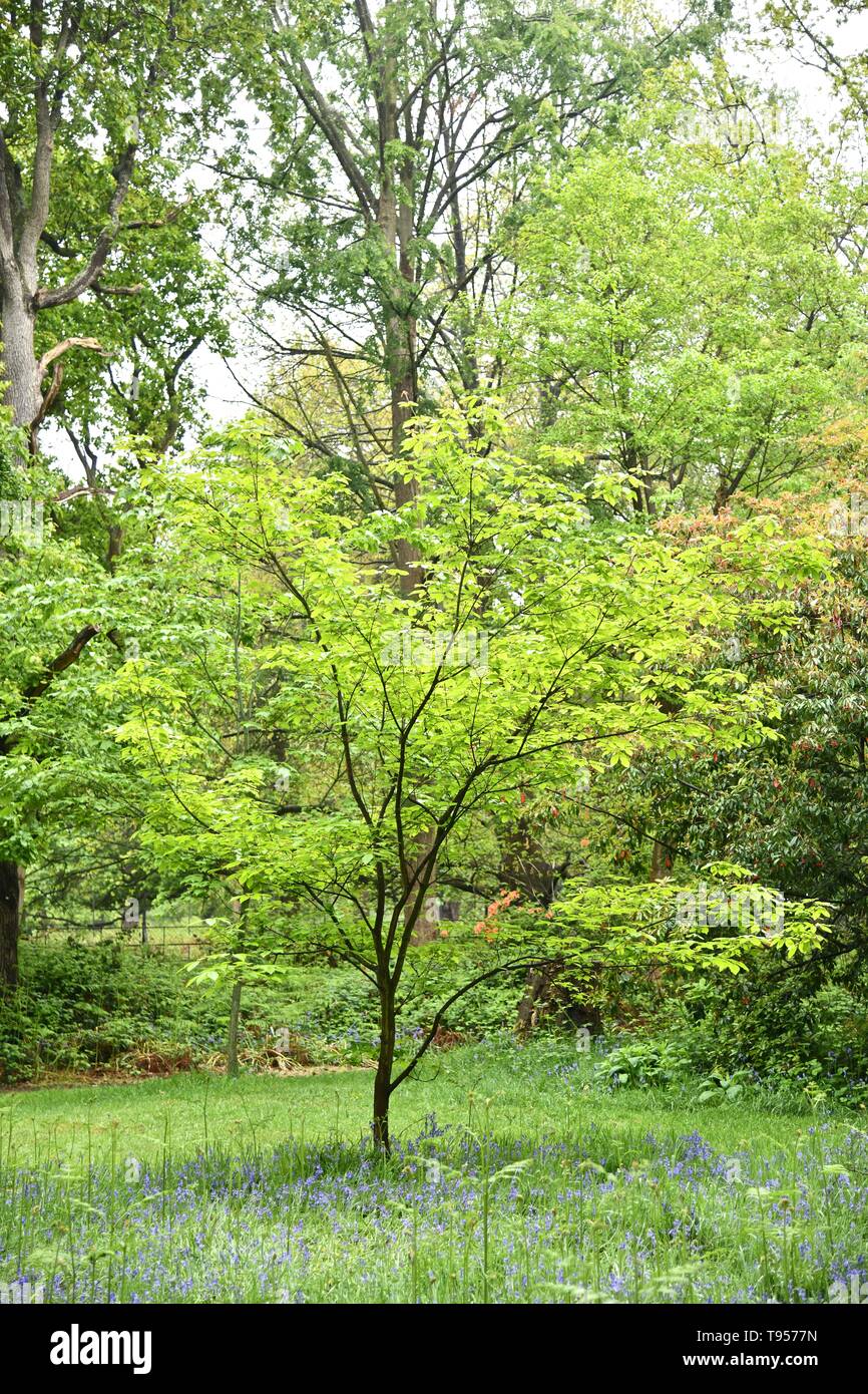 Isabella Plantation, Richmond Park, UK Stock Photo Alamy