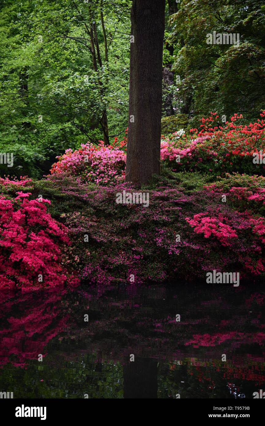 Isabella Plantation, Richmond Park, UK Stock Photo Alamy