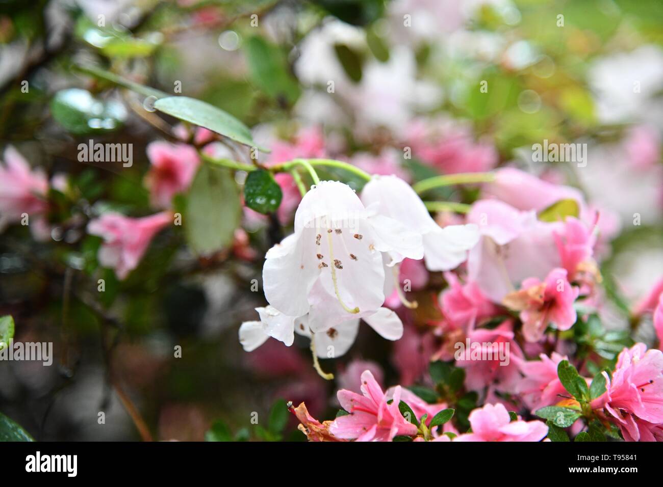Isabella Plantation, Richmond Park, UK Stock Photo Alamy