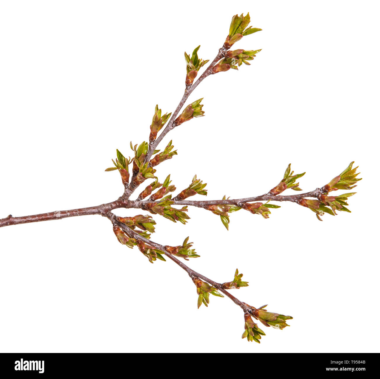Swollen green buds on a branch of herry tree Stock Photo