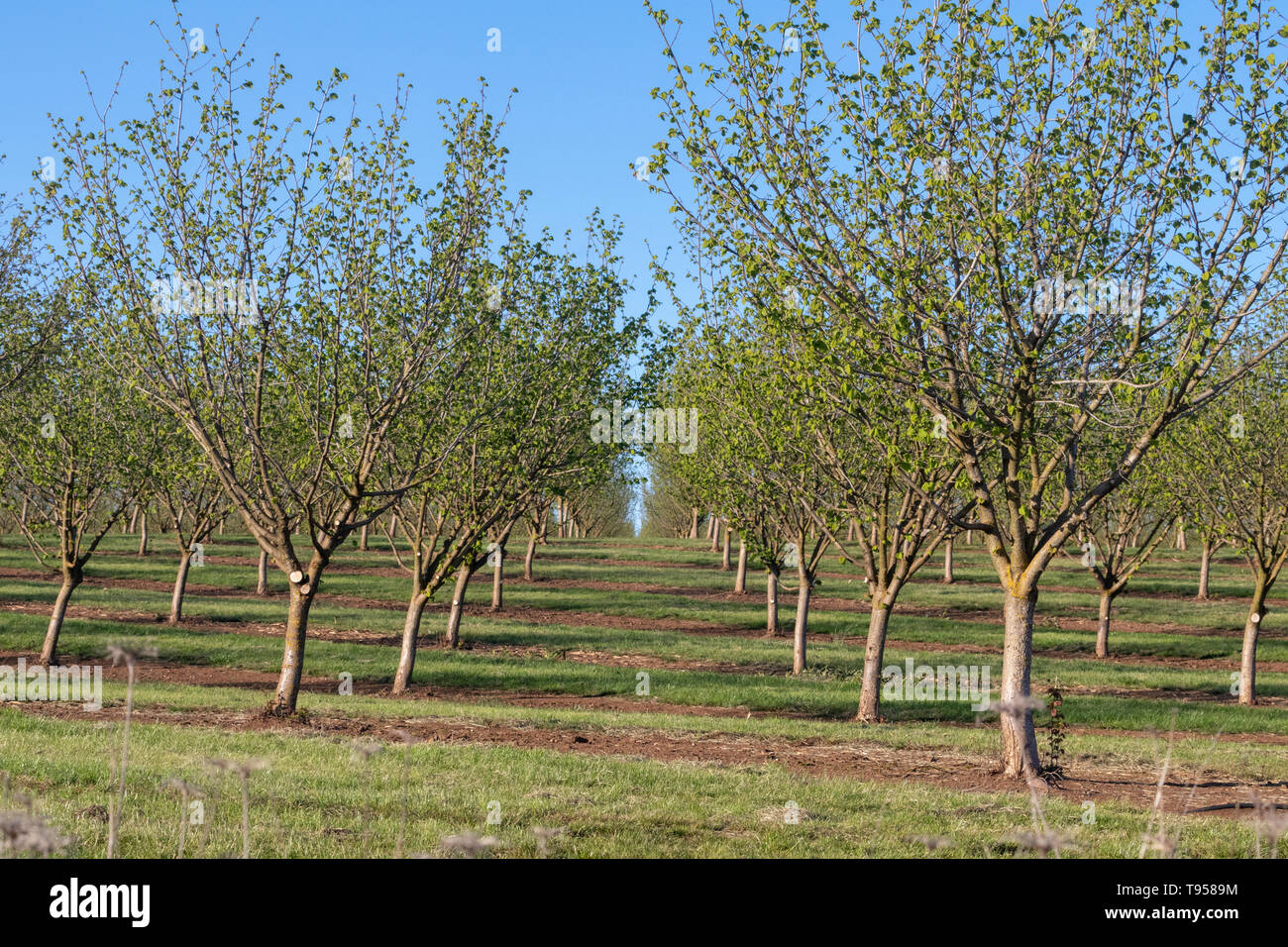 Filbert (hazelnut) orchard in the spring near Salem, Oregon, USA Stock