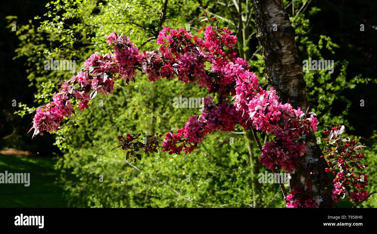 A branch of Crab Apple Profusion covered in blossom. Stock Photo