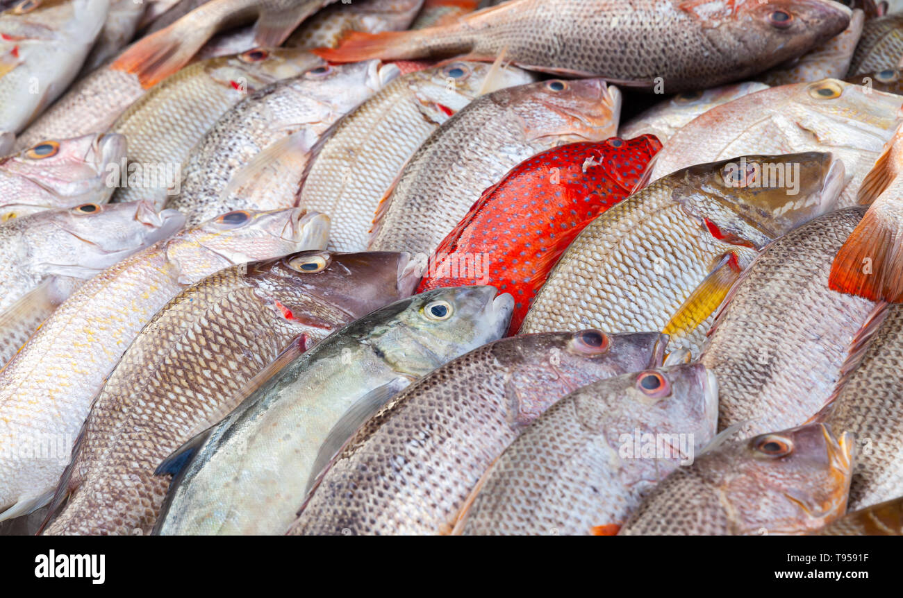 Colorful fish assortment laying on a counter of Fish market of Kota Kinabalu, Malaysia Stock Photo