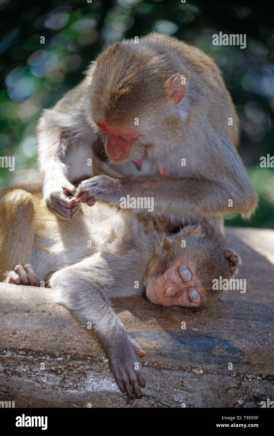 Myanmar. Mount Popa. Macaque Monkeys grooming each other. Stock Photo