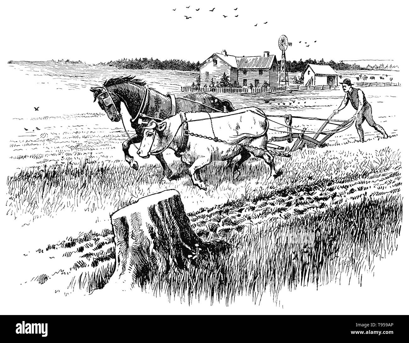 1910 illustration of a farmer plowing a field with a horse and an ox. Stock Photo